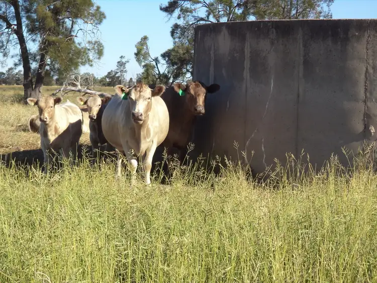 Third view of Homely rural property listing, 14635 "Camilaroi", Condamine QLD 4416