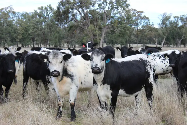 Third view of Homely rural property listing, 415 Melrose Road, Mullaley NSW 2379