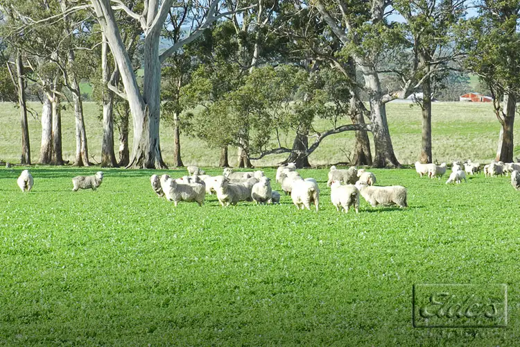 Fifth view of Homely land listing, 1445 Bendigo-Sutton Grange Road, Sutton Grange VIC 3448