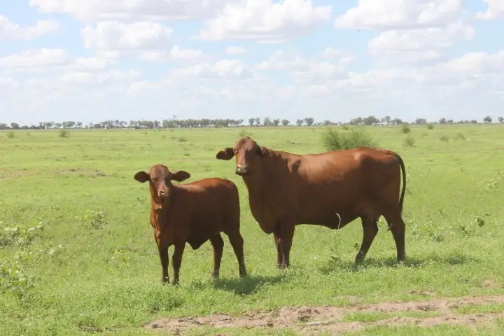 Third view of Homely rural property listing, 55140 Capricorn Highway, Barcaldine QLD 4725