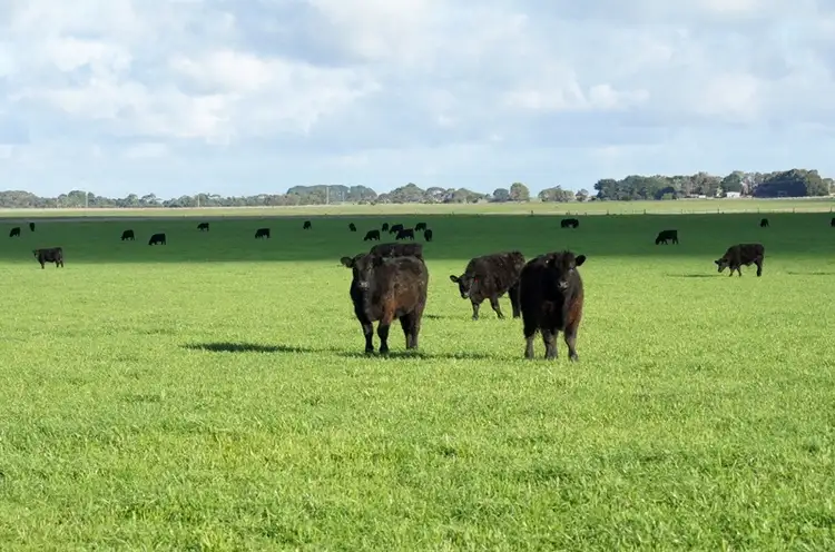 Fourth view of Homely rural property listing, 0 Penshurst-Warrnambool Road, Warrong VIC 3283