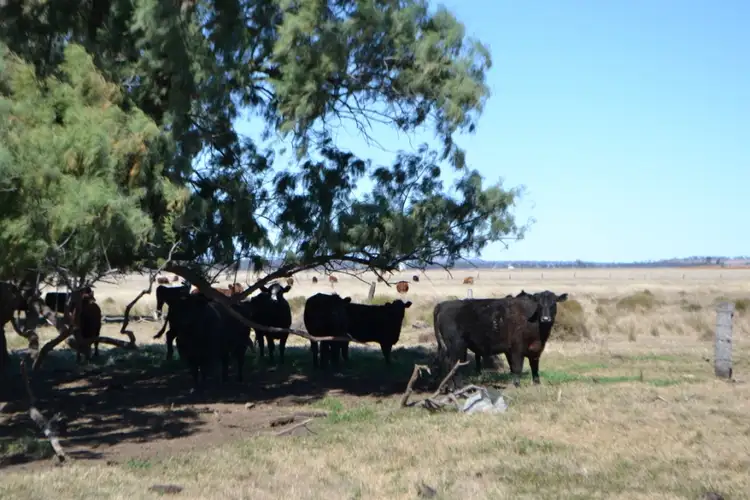 Fourth view of Homely rural property listing, 0 Oakey-Cooyar Road, Kelvinhaugh QLD 4401