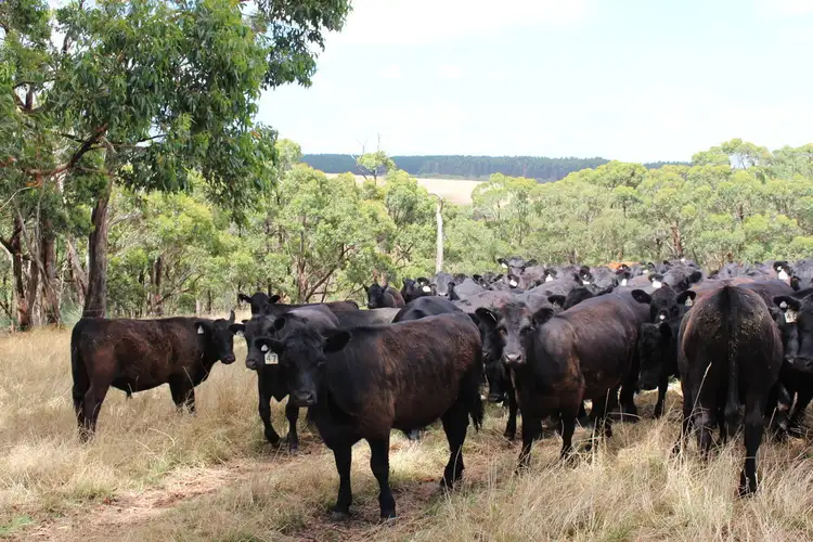 Sixth view of Homely rural property listing, 738 Range Road, Parawa SA 5203