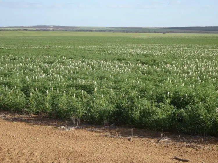 Seventh view of Homely rural property listing, Lot 2463 Holmes Road, Karlgarin WA 6358