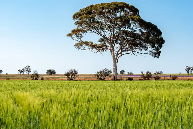 Main view of Homely rural property listing, 386 Morrison Road, Mukinbudin WA 6479