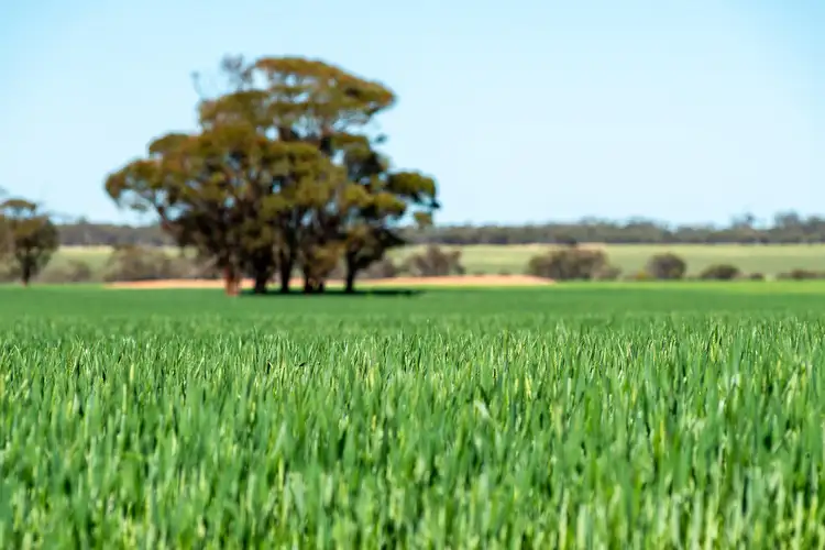 Third view of Homely rural property listing, 386 Morrison Road, Mukinbudin WA 6479