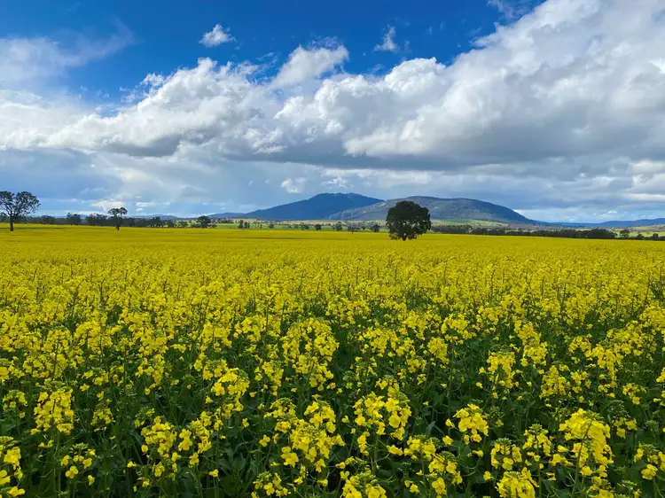 Main view of Homely rural property listing, - Geelong Road, Buangor VIC 3375