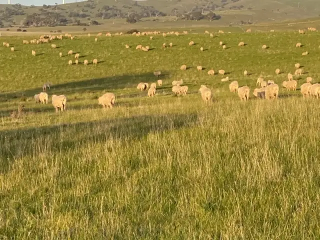 Seventh view of Homely rural property listing, - Geelong Road, Buangor VIC 3375