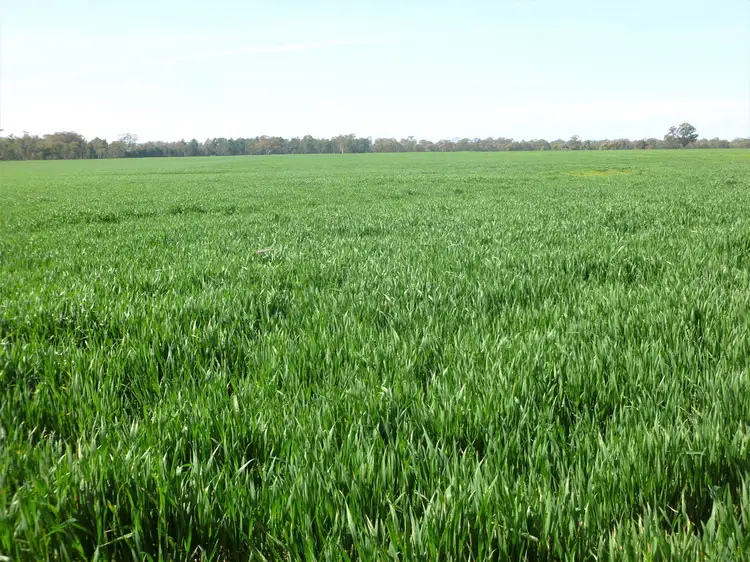 Lot 1 Howlong-Balldale Road, Balldale NSW 2646