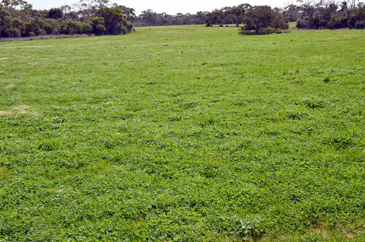Sixth view of Homely rural property listing, 1334 HARRIET ROAD, Newland SA 5223