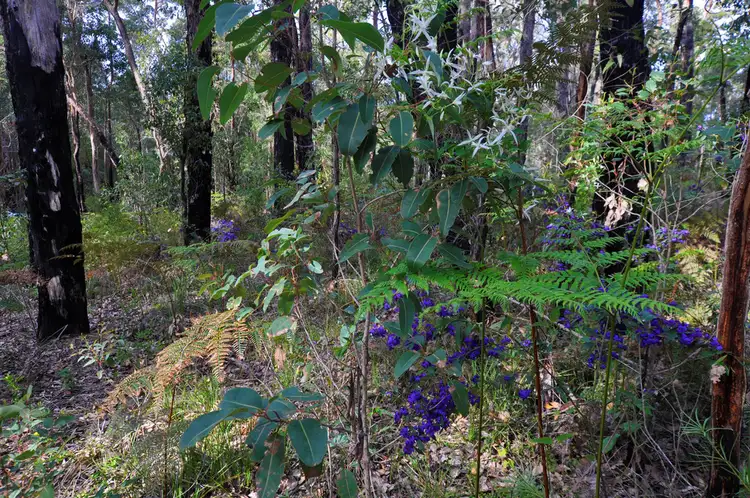 Fourth view of Homely land listing, LOT 27 KARRI LANE, Quinninup WA 6258