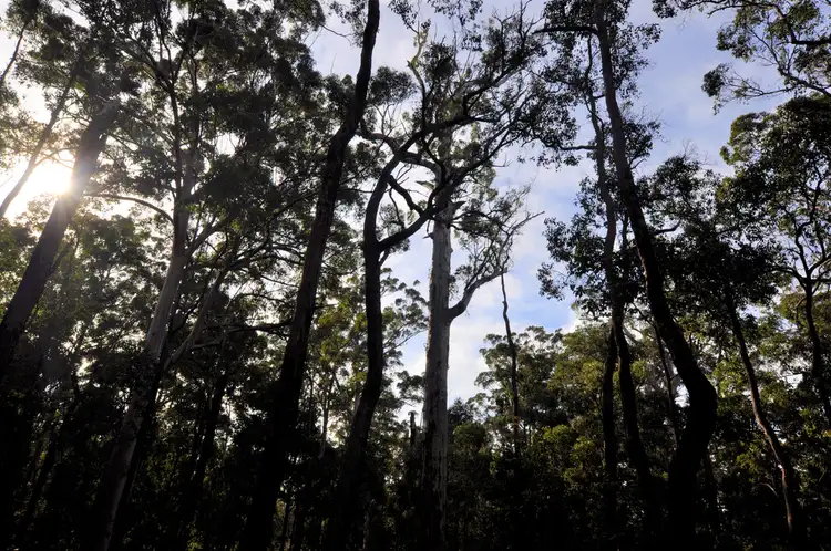 Fifth view of Homely land listing, LOT 27 KARRI LANE, Quinninup WA 6258