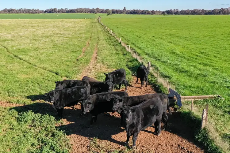 Fifth view of Homely rural property listing, 355 Granthams Road, Carlyle VIC 3685