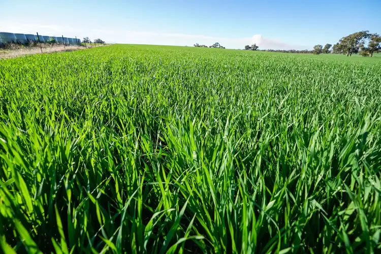 Sixth view of Homely rural property listing, 355 Granthams Road, Carlyle VIC 3685