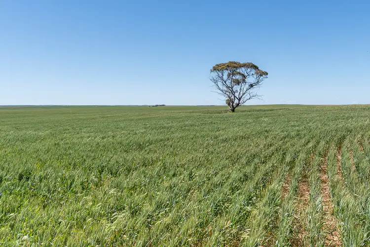 Fourth view of Homely rural property listing, 469 Wanbi Road Claypans via, Nildottie SA 5238