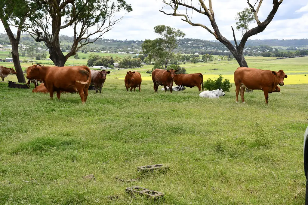 Main view of Homely rural property listing, 51 Krienke Road, Gowrie Junction QLD 4352