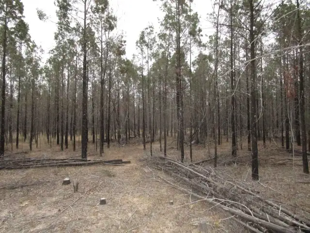 Fourth view of Homely rural property listing, LOT 31 BISLEY ROAD, Tara QLD 4421