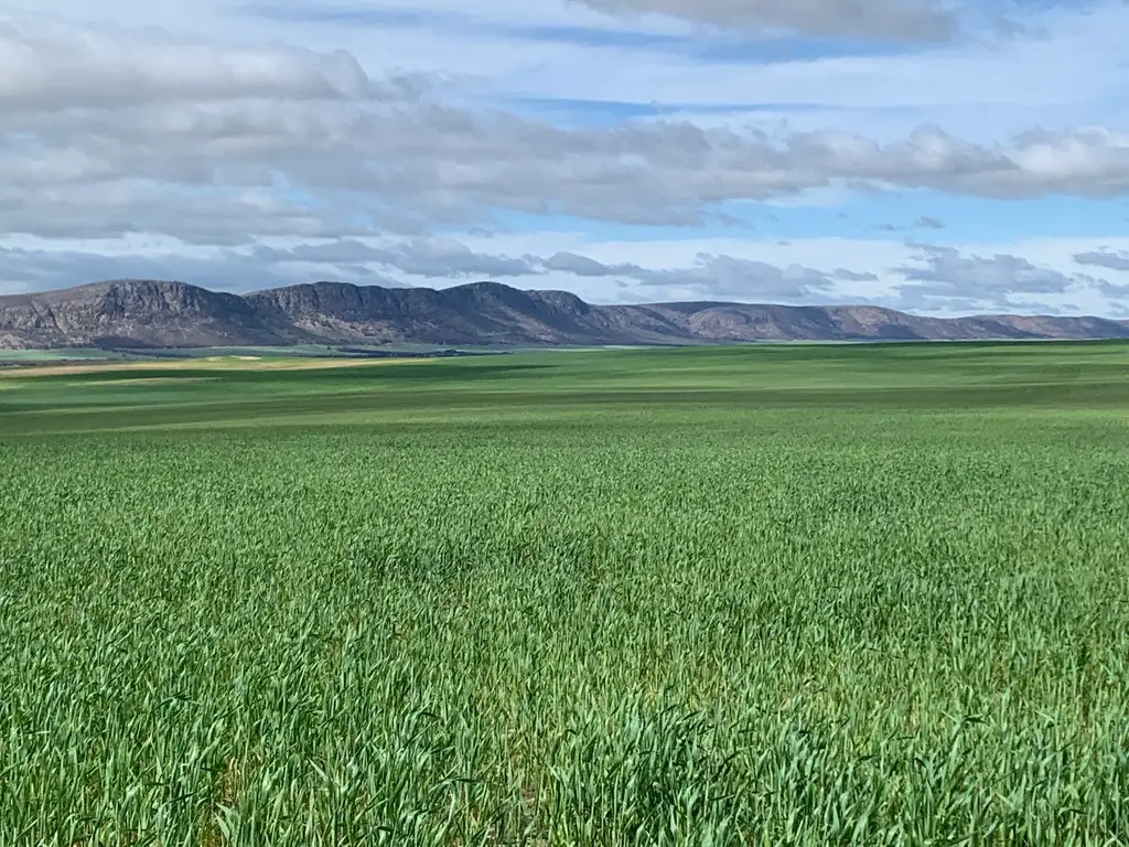 Main view of Homely rural property listing, 783 O'Connor Road, Darke Peak SA 5642