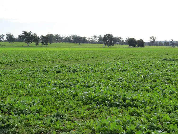 Third view of Homely rural property listing, 853 Back Barooga Road, Barooga NSW 3644