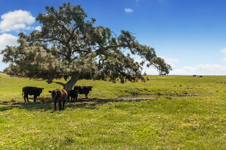 Fifth view of Homely rural property listing, Lot 2, 55 Ashes Bridge Road, Tallarook VIC 3659