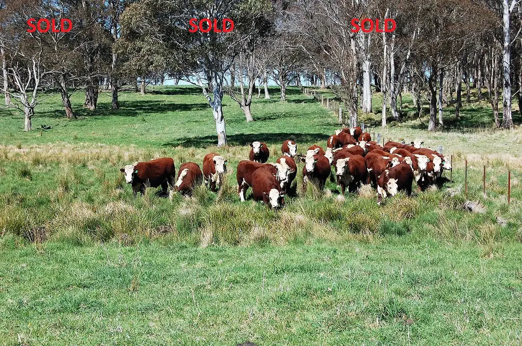 Main view of Homely rural property listing, 100 Blue Hills Road, Dorrigo NSW 2453