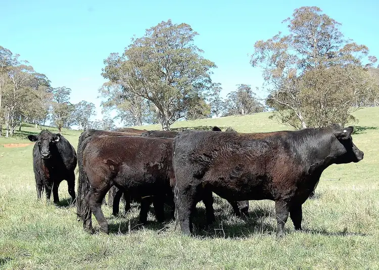 Fourth view of Homely rural property listing, 100 Blue Hills Road, Dorrigo NSW 2453