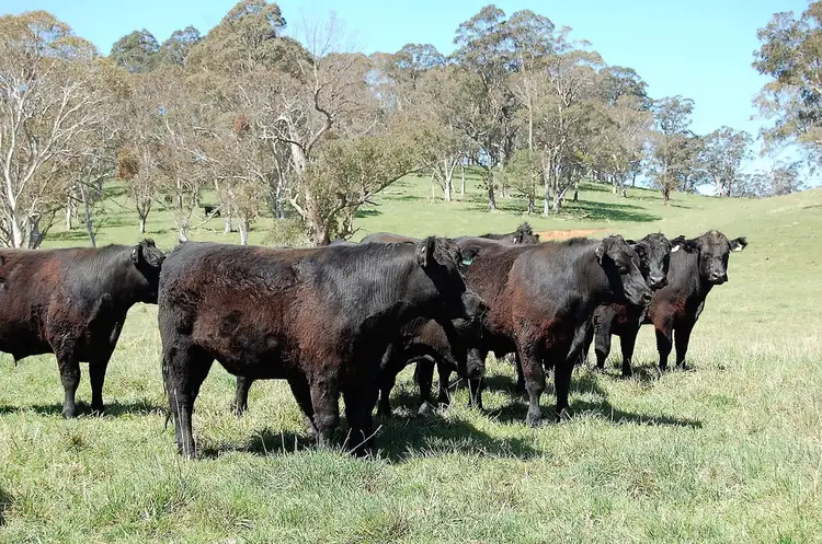 Seventh view of Homely rural property listing, 100 Blue Hills Road, Dorrigo NSW 2453