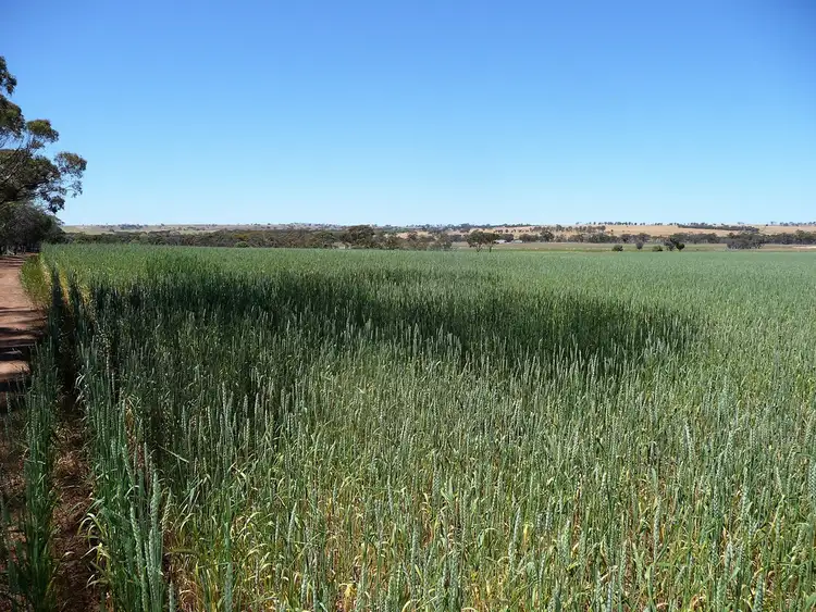 Main view of Homely rural property listing, 586 Kokeby East Road, Bally Bally WA 6304