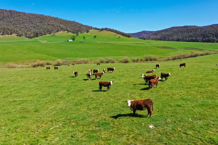 Second view of Homely rural property listing, 939 Callaghan Creek Road, Mitta Mitta VIC 3701