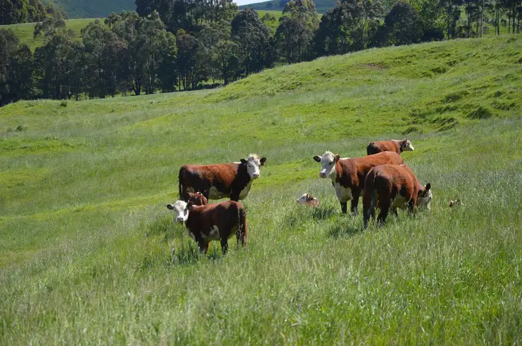 Fourth view of Homely rural property listing, 95 O'TOOLES ROAD, Wild Dog Valley VIC 3953