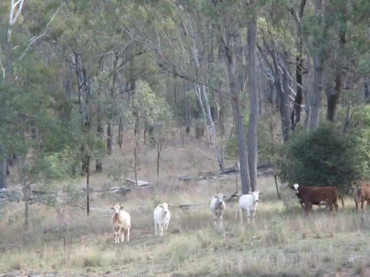 Main view of Homely rural property listing, 1264 ACRES BREEDER COUNTRY, Durong QLD 4610