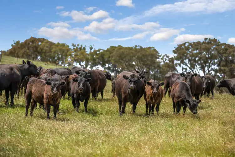 Second view of Homely rural property listing, 2625 Seymour-Tooborac Road, Tooborac VIC 3522
