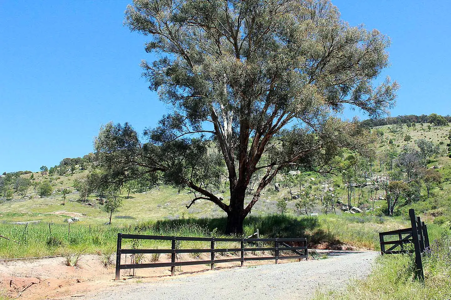 Main view of Homely rural property listing, 595 Harrys Creek Rd, Violet Town VIC 3669