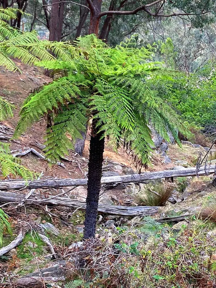 Seventh view of Homely rural property listing, 595 Harrys Creek Rd, Violet Town VIC 3669