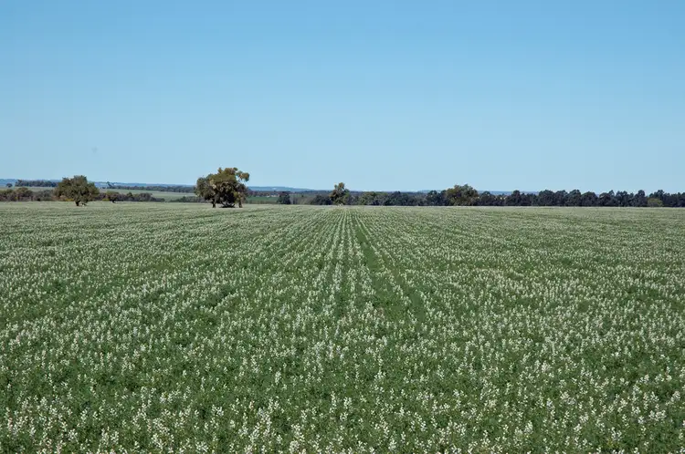 Main view of Homely rural property listing, 4779 North West Road, Dandaragan WA 6507