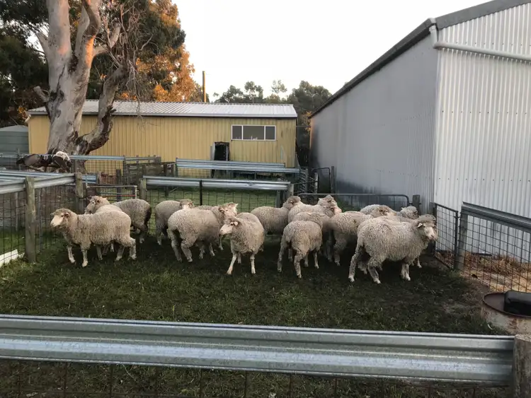 Seventh view of Homely rural property listing, 320 Hill Road, Bakers Hill WA 6562
