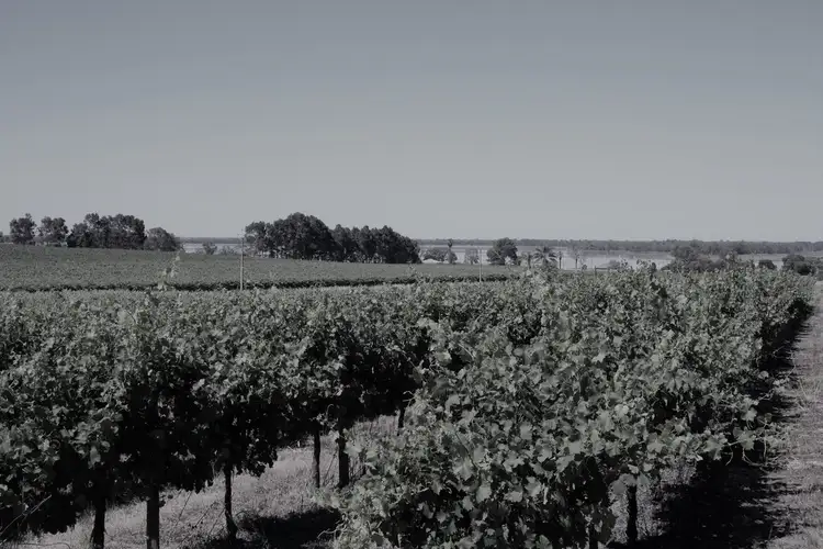 Lot 35 & 36 Schenscher Road, Moorook SA 5332