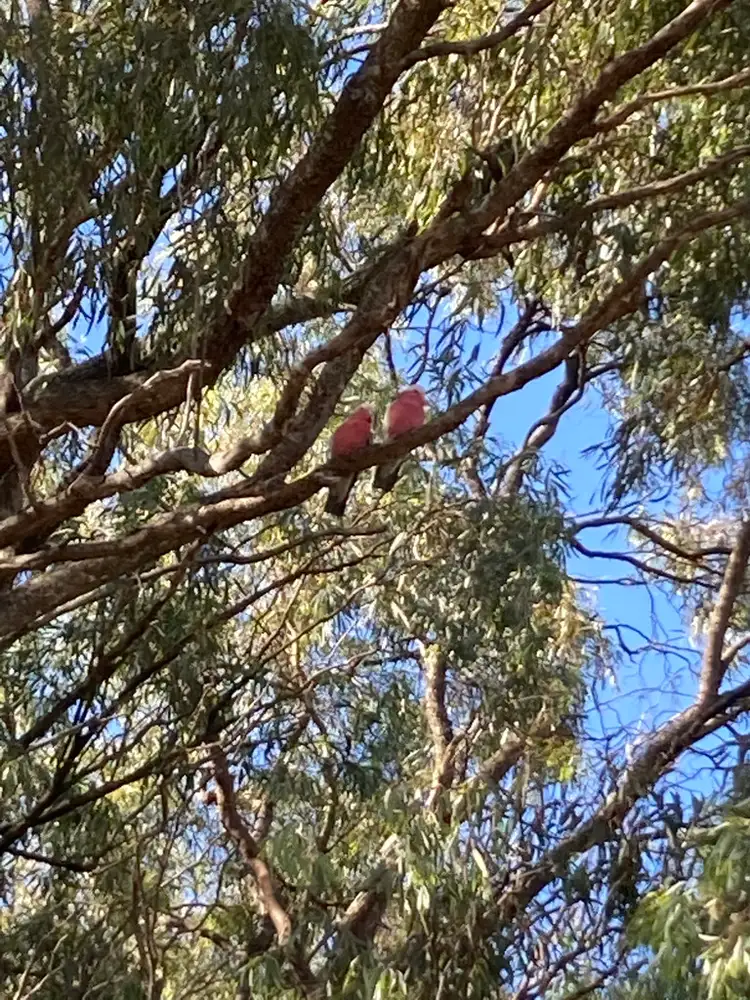 Second view of Homely land listing, 16 Pakenham Street, Echuca VIC 3564