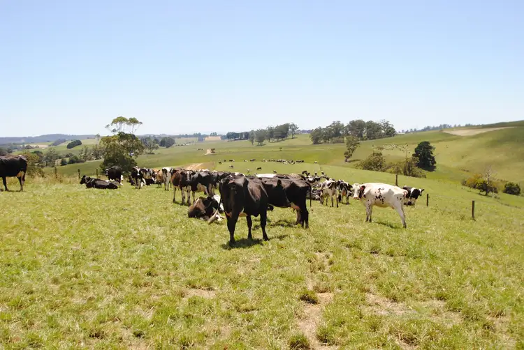 Third view of Homely rural property listing, 135 Napier Road, Mardan VIC 3953
