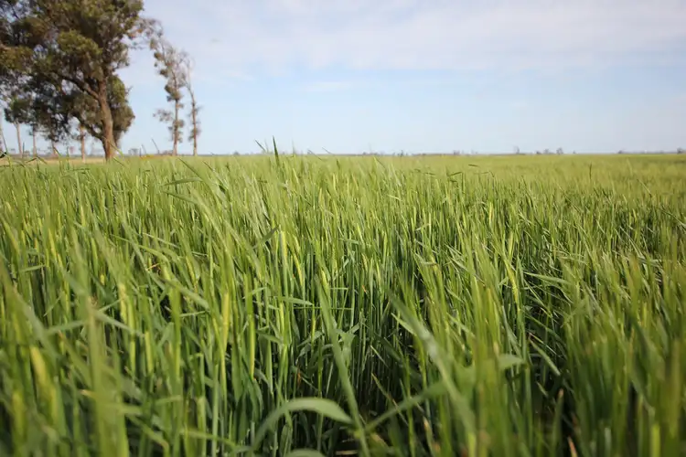 Fifth view of Homely rural property listing, Lots Woodward Road, Merredin WA 6415