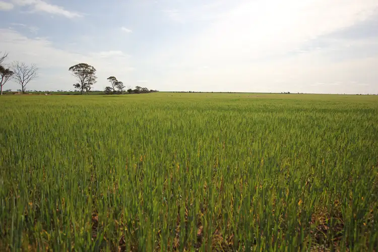 Seventh view of Homely rural property listing, Lots Woodward Road, Merredin WA 6415