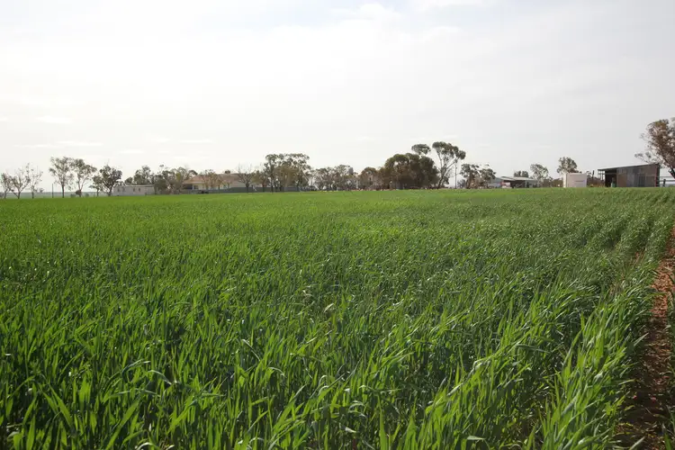 Fourth view of Homely rural property listing, 1383 Talgomine Reserve Road, Merredin WA 6415