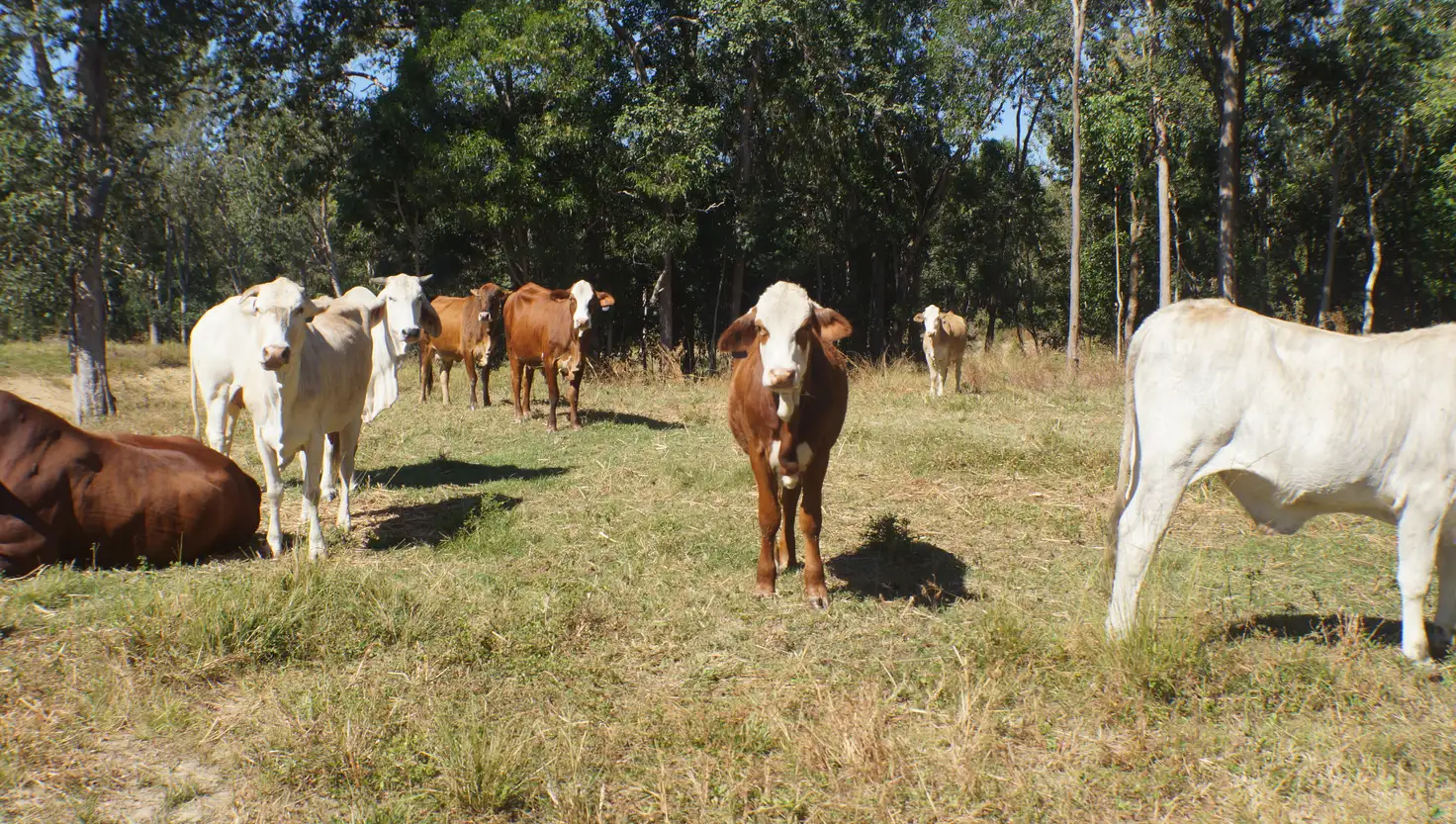 Main view of Homely rural property listing, 145 Elvins Road, Eton QLD 4741