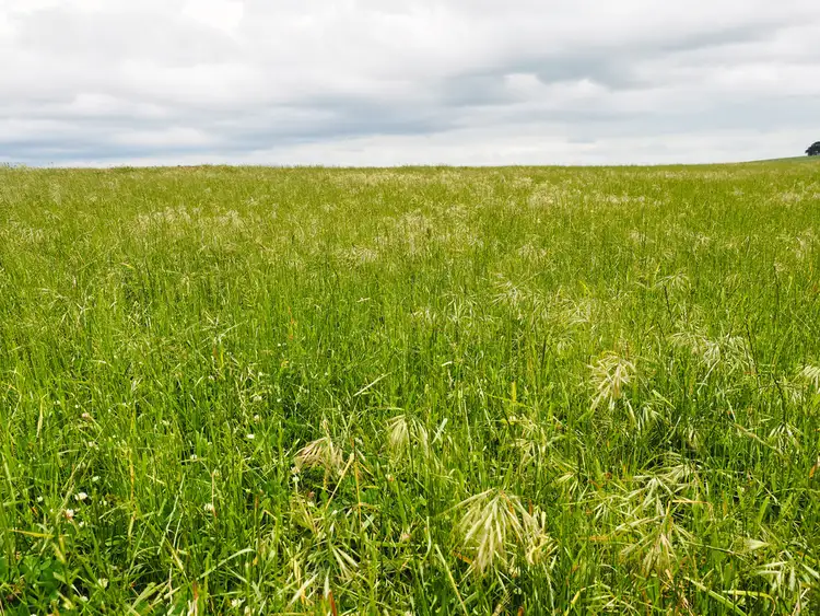 Fourth view of Homely rural property listing, - Narrapumelap Road, Wickliffe VIC 3379