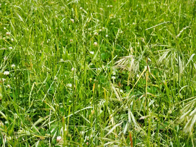 Fifth view of Homely rural property listing, - Narrapumelap Road, Wickliffe VIC 3379