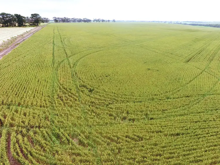 Sixth view of Homely rural property listing, - Narrapumelap Road, Wickliffe VIC 3379