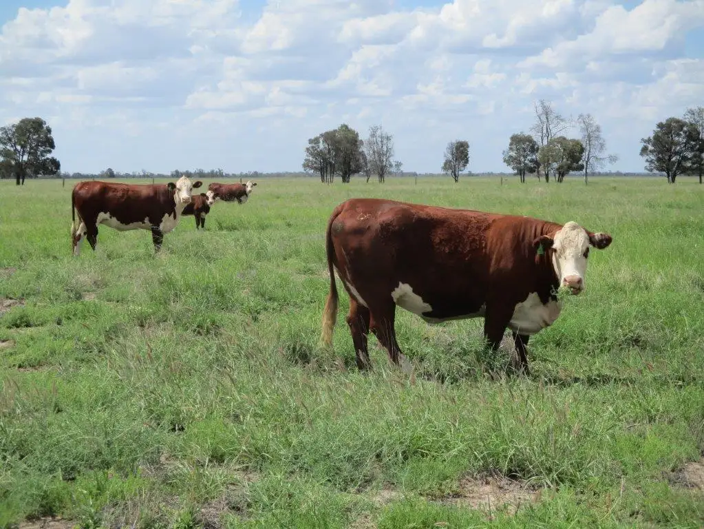 Main view of Homely rural property listing, 1265 ACRES BRIGALOW COUNTRY, Tara QLD 4421
