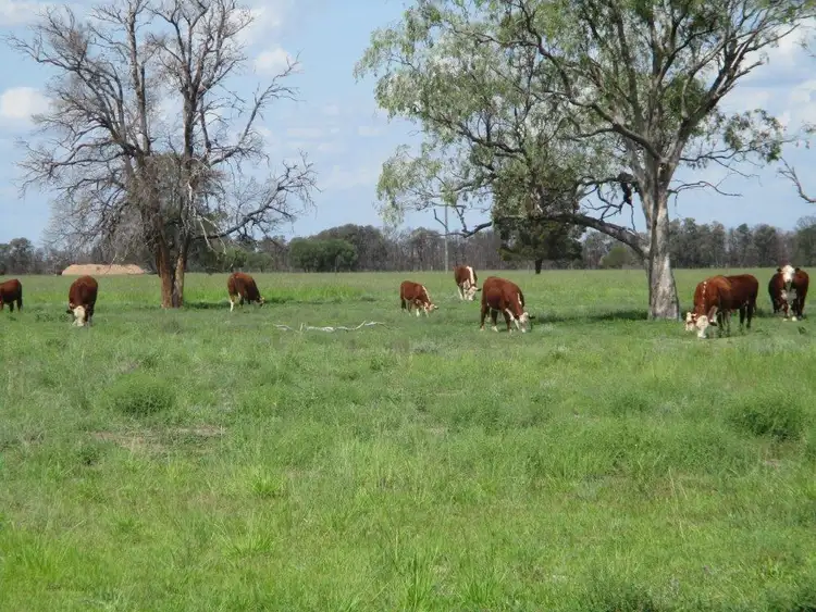 Second view of Homely rural property listing, 1265 ACRES BRIGALOW COUNTRY, Tara QLD 4421