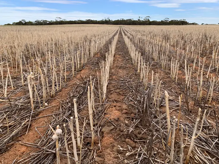 Fourth view of Homely rural property listing, 2385 Tooligie Hill Road, Tooligie SA 5607