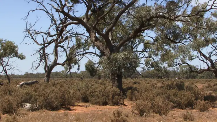 Fifth view of Homely land listing, Lot 1 Anabranch Mail Road, Wentworth NSW 2648